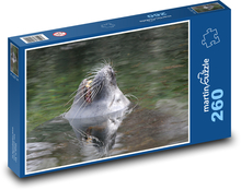 Uškatcov ňufák vykukujúci z vody Puzzle 260 dielikov - 41 x 28,7 cm 