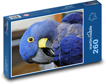 Ara hiacyntowa, papuga niebieska Puzzle 260 elementów - 41x28,7 cm