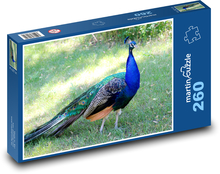 Páv na procházce v zoo Puzzle 260 dílků - 41 x 28,7 cm