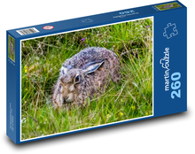 Zajac ukrytý v tráve Puzzle 260 dielikov - 41 x 28,7 cm 
