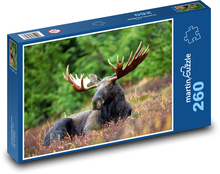 Los ležící na pasece v trávě Puzzle 260 dílků - 41 x 28,7 cm