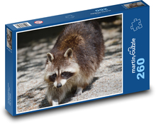 Waschbär bei einem Spaziergang Puzzle 260 Teile - 41 x28,7 cm