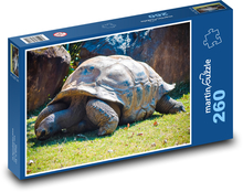 Korytnačka plaziaca sa v zoologickej záhrade Puzzle 260 dielikov - 41 x 28,7 cm 