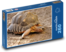 Terrestrial turtle in the sand Puzzle 260 pieces - 41 x 28.7 cm