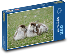 Gänse schlafen im Gras Puzzle 260 Teile - 41 x28,7 cm
