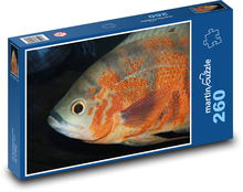 Ryba akwariowa - ryba ząbkowana Puzzle 260 elementów - 41x28,7 cm