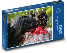 Dark fish in the aquarium Puzzle 260 pieces - 41 x 28.7 cm 