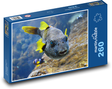 Gelbflossenfisch Puzzle 260 Teile - 41 x28,7 cm
