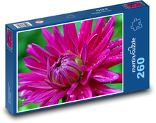Rosa Dahlie im Detail Puzzle 260 Teile - 41 x28,7 cm