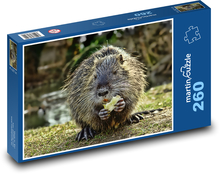 Nutria počas kŕmenia Puzzle 260 dielikov - 41 x 28,7 cm 