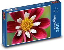 Jiřina - červená, kvetina Puzzle 260 dielikov - 41 x 28,7 cm 