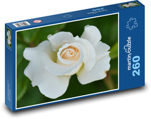 Růže - květ, bílá Puzzle 260 dílků - 41 x 28,7 cm