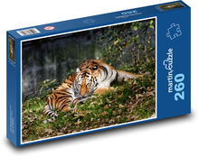 Tygr - dravá kočka, zvíře Puzzle 260 dílků - 41 x 28,7 cm