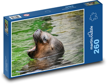 Sea lion - animal, nature Puzzle 260 pieces - 41 x 28.7 cm 