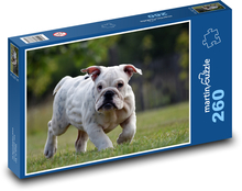 Buldog - šteňa, pes Puzzle 260 dielikov - 41 x 28,7 cm 