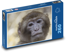 Makak - zvíře, opice Puzzle 260 dílků - 41 x 28,7 cm