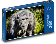 Šimpanz - opice, zoo Puzzle 260 dielikov - 41 x 28,7 cm 