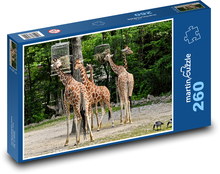 Żyrafy - dzikie zwierzę, Afryka Puzzle 260 elementów - 41x28,7 cm