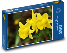 Narzissen - Frühling, Blume Puzzle 260 Teile - 41 x28,7 cm