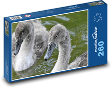 Schwäne - junger Wasservogel Puzzle 260 Teile - 41 x28,7 cm