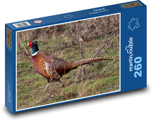Bažant - pták, zvíře Puzzle 260 dílků - 41 x 28,7 cm