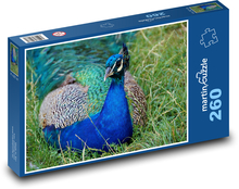 Páv - pták, peří Puzzle 260 - 41x28,7 cm
