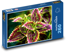 Africká žihľava - bylina, rastlín Puzzle 260 dielikov - 41 x 28,7 cm