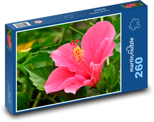 Hibiscus - pink flower, garden Puzzle 260 pieces - 41 x 28.7 cm