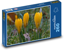 Žlutý krokus - jarní květina Puzzle 260 dílků - 41 x 28,7 cm