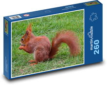 Veverka - zvíře, hlodavec Puzzle 260 dílků - 41 x 28,7 cm