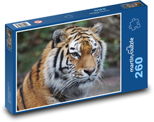 Tygrys - drapieżnik, zoo Puzzle 260 elementów - 41x28,7 cm