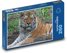 Tiger - big cat, predator Puzzle 260 pieces - 41 x 28.7 cm 
