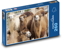 Ťava - zviera, zoo Puzzle 260 dielikov - 41 x 28,7 cm 