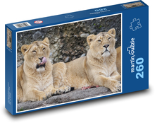 Lion - lioness, predator Puzzle 260 pieces - 41 x 28.7 cm 