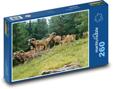 Mouflon - Herd of ungulates Puzzle 260 pieces - 41 x 28.7 cm 