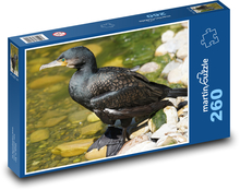 Kormoran - ptak wodny, zoo Puzzle 260 elementów - 41x28,7 cm