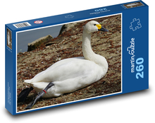 Labuť - vodní pták, zvíře Puzzle 260 - 41x28,7 cm