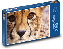 Gepard - zvíře, savec Puzzle 260 dílků - 41 x 28,7 cm