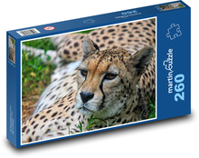 Cheetah - beast, big cat Puzzle 260 pieces - 41 x 28.7 cm 