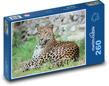 Lampart - bestia, kot Puzzle 260 elementów - 41x28,7 cm