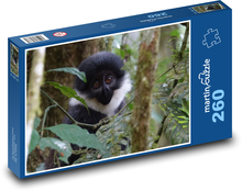 Opice - príroda, Uganda Puzzle 260 dielikov - 41 x 28,7 cm 