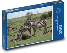 Zebra - Safari, przyroda Puzzle 260 elementów - 41x28,7 cm