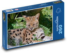 Wildcat - lynx, Africa Puzzle 260 pieces - 41 x 28.7 cm