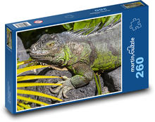 Leguán - ještěrka, plaz Puzzle 260 dílků - 41 x 28,7 cm