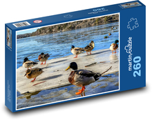 Kaczki, jezioro, lód Puzzle 260 elementów - 41x28,7 cm
