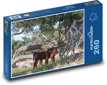 Bydło - krowa, cielę Puzzle 260 elementów - 41x28,7 cm