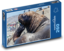 Sea lion - animal, sea creature Puzzle 260 pieces - 41 x 28.7 cm 