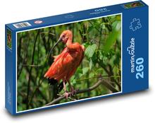 Ibis - pták, divoké zvíře Puzzle 260 dílků - 41 x 28,7 cm
