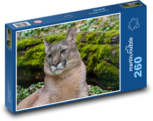 Puma - drapieżnik, zoo Puzzle 260 elementów - 41x28,7 cm