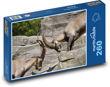 Kozorožec - rohy, zvieratá Puzzle 260 dielikov - 41 x 28,7 cm 